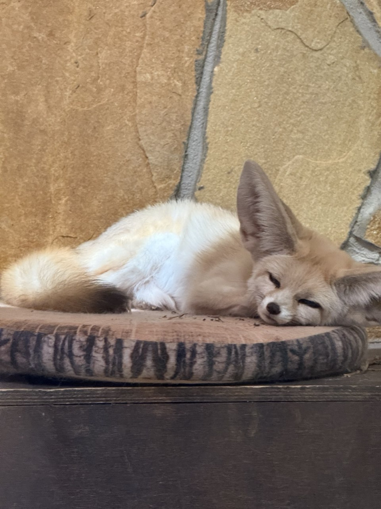 Фенек.jpg Фенек.jpg