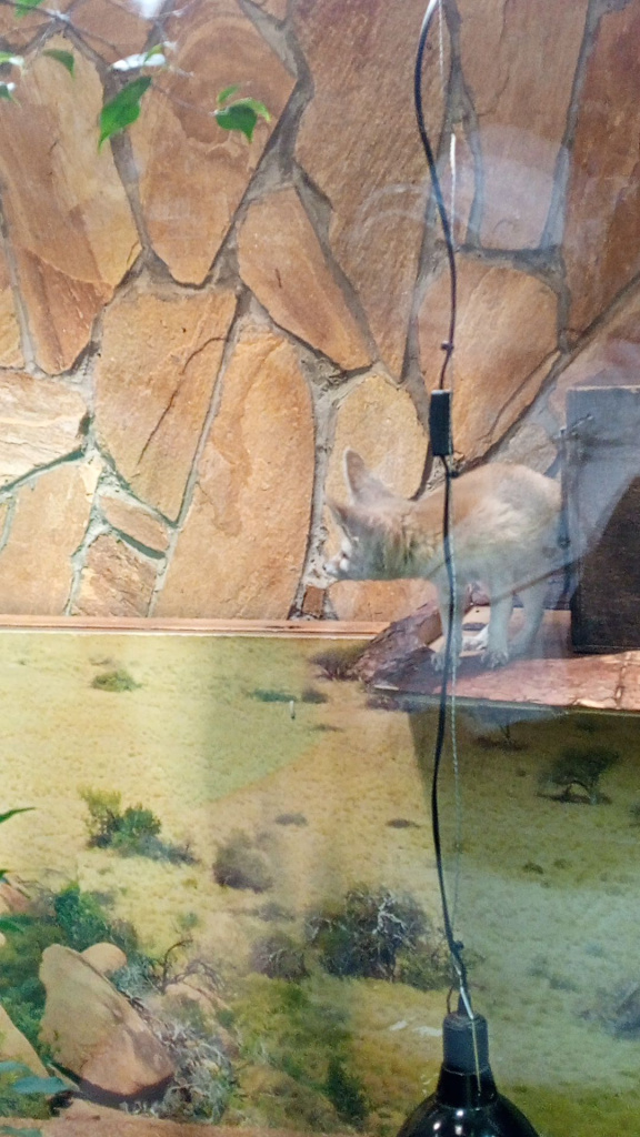 фенек 29.03.jpg